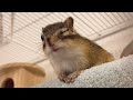 【鳴き声】シマリスの恋の歌/Chipmunk's chirping "Love song"