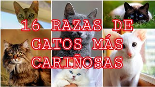 16 RAZAS DE GATOS MÁS CARIÑOSAS.