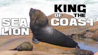 The Lion KING of the COAST - Sea Lion - Animal a Day by Animal a Day 59 views 4 months ago 2 minutes, 58 seconds