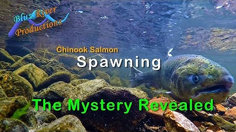 Nature & Science: Chinook Salmon Spawning - The Mystery Revealed (4K)