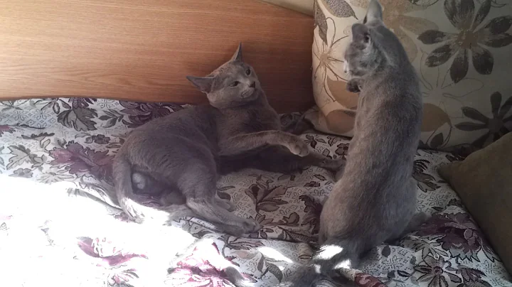 Video 5036601: russian blue cattery, russian blue cat