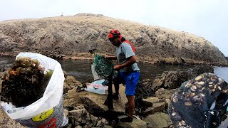 Mira encontre a una ISLA lleno de MARISCOS