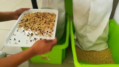 Pine Nuts Color Sorter Separation of pine nut impurities