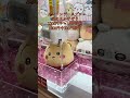 クレーンゲームプロ 風の王かけぞう 1000円チャレンジちいかわ うさぎ#クレーンゲーム #ufoキャッチャー#ゲームセンター
