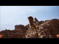 I like ya cut g(Lion King live action)