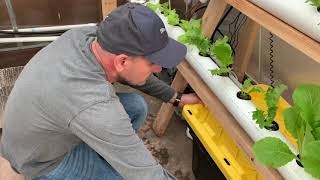 Harbor freight Hydroponic greenhouse