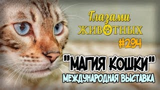 Глазами животных #294. «Магия кошки» - Международная выставка, посвященная Дню защиты черных котов Глазами животных #294. «Магия кошки» - Международная выставка, посвященная Дню защиты черных котов
