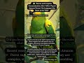 How Yellow-Naped #Amazon #Parrots Use #Language-Like Duets in the #Wild