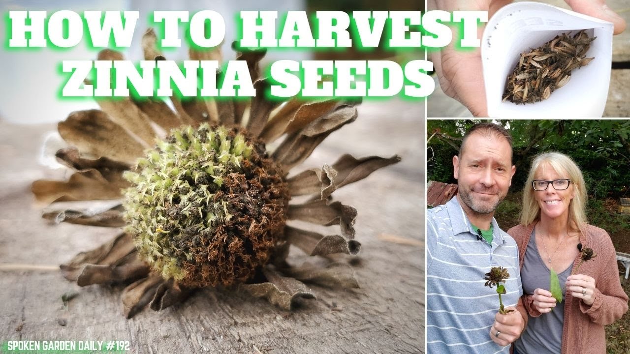 🔥 How to Harvest Zinnia Seeds SGD 192 🔥 YouTube