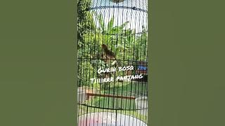 PRENJAK KEPALA MERAH BETINA NGETIR PANJANG
