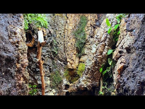 Video: Salamander Vivariumi või terrariumi ehitamine