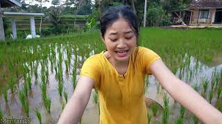 RISMA BERBURU IKAN KOI DI SAWAH