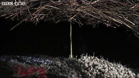 Life - The Vogelkop Bowerbird: Nature