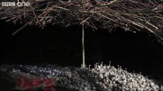Life  The Vogelkop Bowerbird: Nature's Great Seducer   BBC One