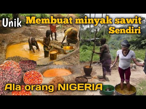 Video: Untuk apa minyak sawit digunakan di Afrika?