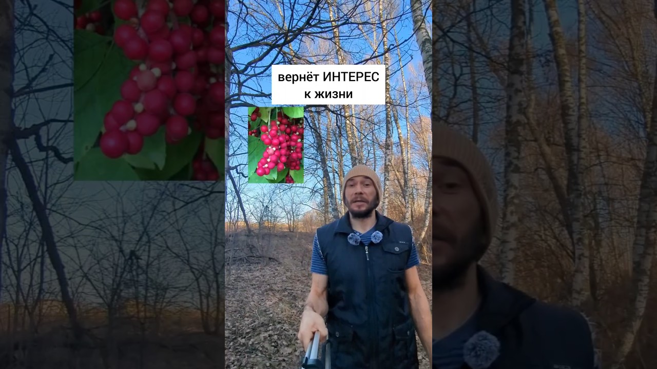 Лимонник - вернёт интерес к жизни 