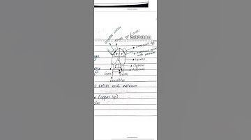 insect head ventral view #shorts