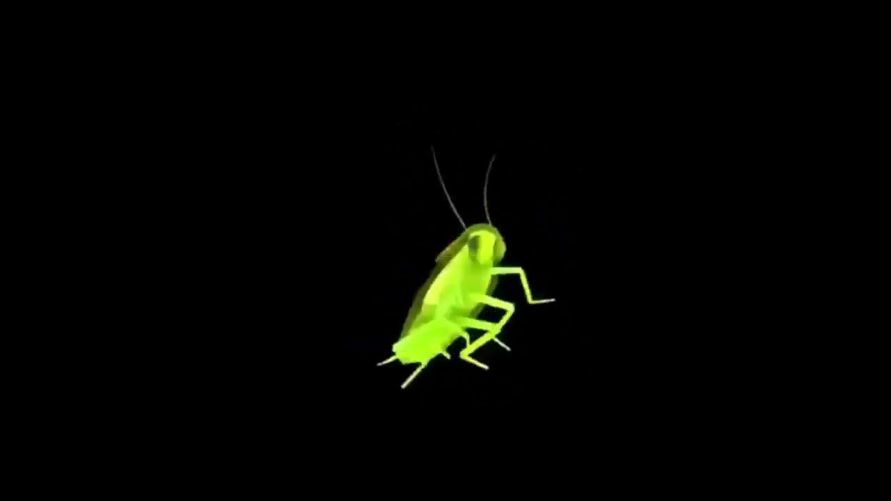 Rainbow cockroach spinning to around the world youtube