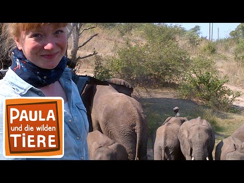 Video: Wie lange lebt ein Elefant? Lass es uns herausfinden