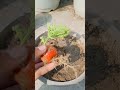 Grow tomato by unique way🍅🍅#short #youtube