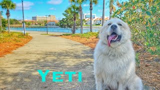 2yo Great Pyrenees (Yeti) Community K9 | Best Dog Trainers in Florida