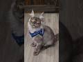 Why Most People Give Up on Harness Training Their Cat