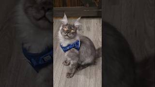 Why Most People Give Up on Harness Training Their Cat