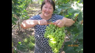 СЕКРЕТЫ БОЛЬШИХ УРОЖАЕВ И КРАСИВЫХ ГРОЗДЕЙ ВИНОГРАДА.кишмиш СТОЛЕТИЕ