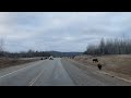 Buffalo on the road!!