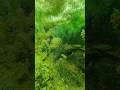 🌿 Relaxing Underwater Life !!!