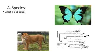 Micro and Macroevolution fo Zoology