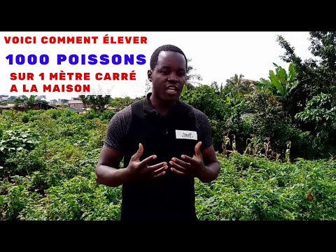 Vidéo: Poissons à la campagne. Étang à poissons bricolage