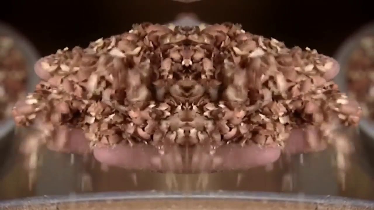 video phone beyonce mp3 WoW its wade | peanut butter