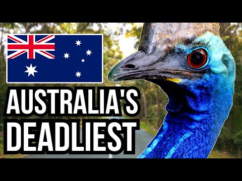 14 Of The Deadliest Animals In Australia - Danger Down Under!