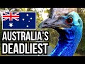 14 of the deadliest animals in australia  danger down under