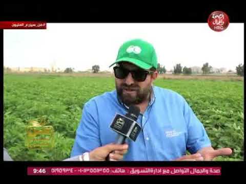 القطن الأورجانيك محمد فتحي سالم يكشف تجربة بحثية تعيد القطن المصري إلى عرشه