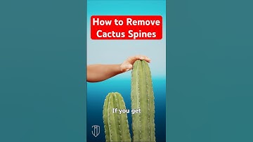 How to Remove Cactus Spines and Glochids  #lifehacks #science #medical #nursing #medicalstudent