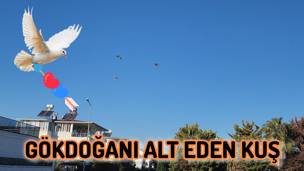 Gökdoğanın Elinden Kaçırdığı Beyaz Güvercin Ve Arkadaşları İdmanda