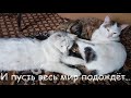 #36 Последние новости: Лапусик, Артик, Беркут, Дружок. Коты после кастрации