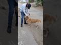 Simbha Didn't Let Me Leave After So Long 💔🐶 Golden Retriever’s Pure Love After a Long Time  #dogs