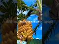 #banana #farming #agriculture #facts #food
