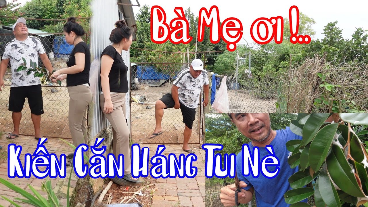 Thuỳ CàLem Khơi Lại Tính  Tò Mò Của Bà Bé Cho Tay Vào Ổ Kiến