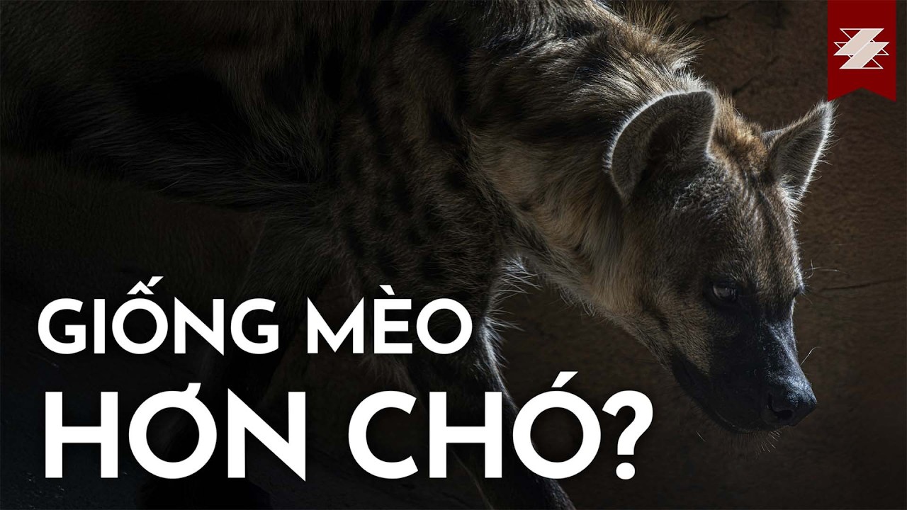 TIÊU ĐIỂM THÚ: LINH CẨU - Phản diện bất đắc dĩ | SAMURICE