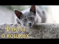 3 УДИВИТЕЛЬНЫХ ФАКТА О КОШКАХ, О КОТОРЫХ МАЛО КТО ЗНАЕТ. КОТ. КОШКА. ЕГИПЕТ.