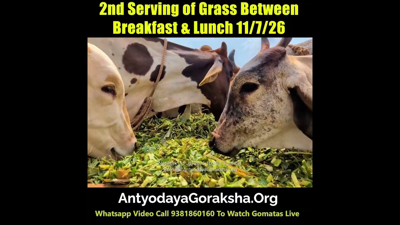 [11 Jul 2026] Cows Munch on Green Grass between Breakfast & Lunch