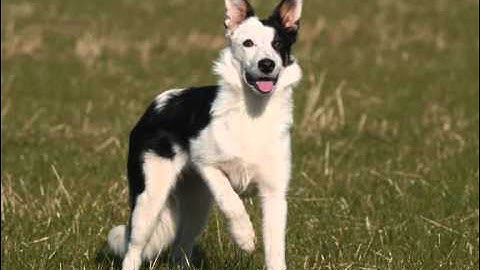 K9 Quackers sheepdog and duck herding display