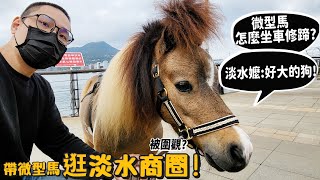 【寵物旅行】微型馬怎麼坐車修蹄?逛淡水商圈!淡水嬤:好大的狗!馬蛋糕長怎樣?被民眾圍觀?馬不回家怎麼辦?【許伯簡芝】ft.Samsung