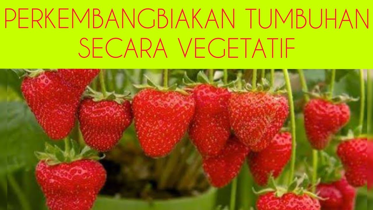 Perkembangbiakan Tumbuhan Secara Vegetatif Kelas VI Tema 