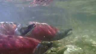 Kokanee Salmon Spawning in Utah From Strawberry Reservoir