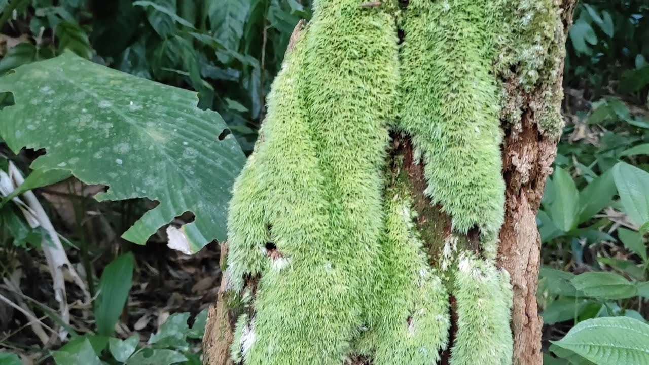 Berburu Bunga Monstera Di Hutan Kalimantan Ladang Homalomena Di Aliran Sungai Youtube